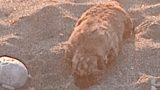 Cucciolo di cane morto trovato a castellammare: tragedia sulla spiaggia