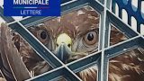 Poiana ferita salvata: la storia di un recupero incredibile