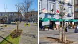 Piazza Garibaldi di Napoli diventa più verde con nuovi alberi