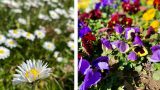Primavera al bosco di Capodimonte: benvenuto alla stagione dei fiori