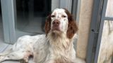 Cagnolina investita nei boschi di quisisana: inizia la raccolta fondi per salvarla