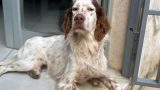 Cagnolina investita a Castellammare: aiuta la raccolta fondi per salvarla nei boschi di Quisisana