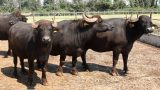 Giovane travolta da bufala in incidente agricolo