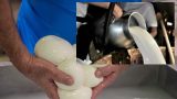Sequestro di latte congelato da 200 milioni: caseifici casertani coinvolti e smentite delle aziende