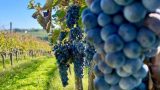 Tenuta cavalier pepe presenta l’irpinia al vinitaly 2025 dal 6 al 9 aprile