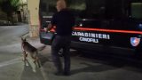 Arresti per spaccio di droga nel centro sportivo grazie al cane Neo